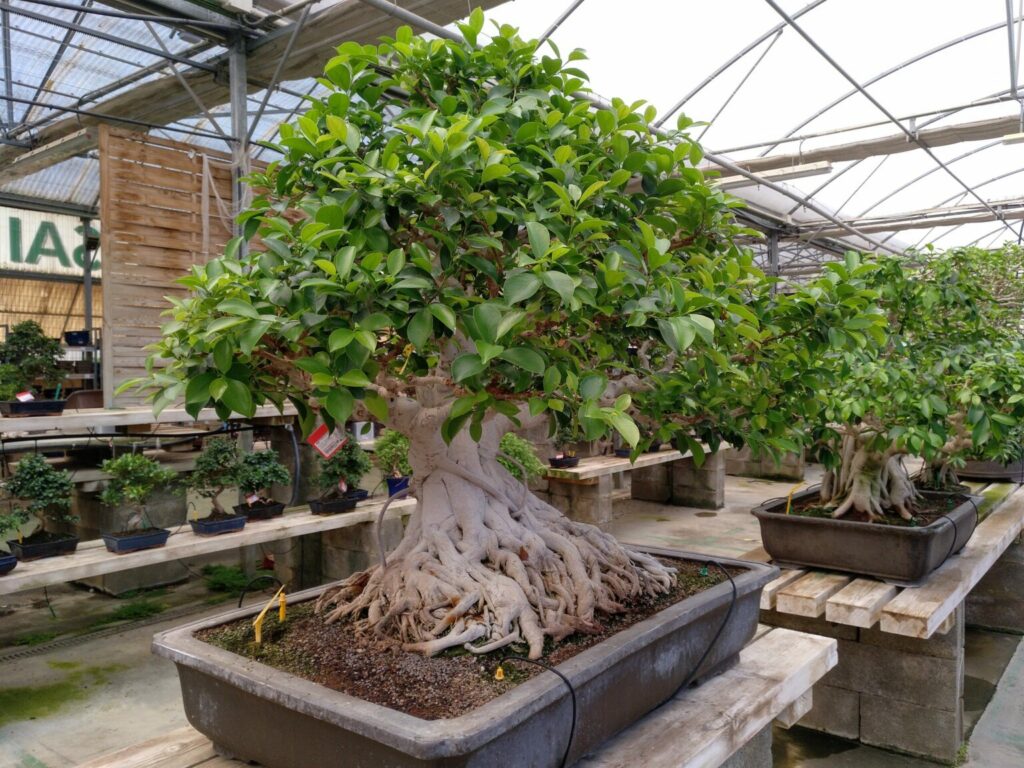 Ficus Microcarpa BonsaiFicus Retusa Bonsai Para Mi Jardín
