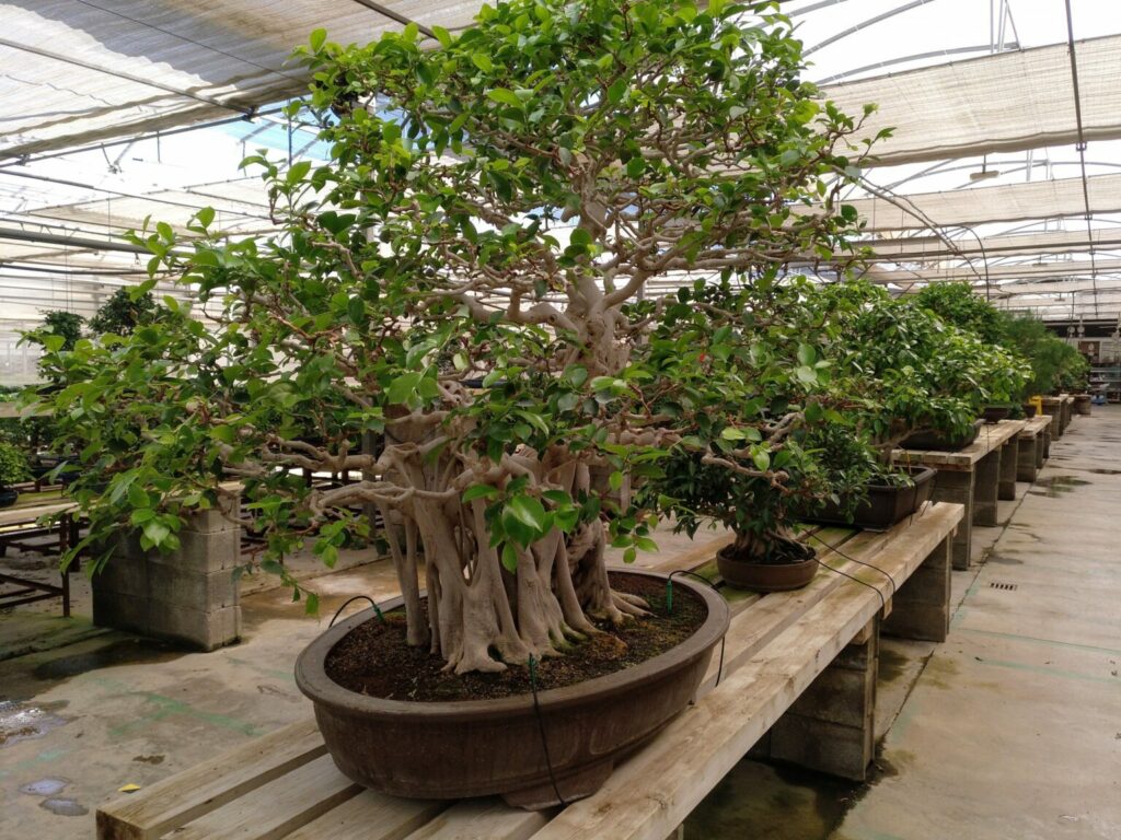 Ficus Microcarpa BonsaiFicus Retusa Bonsai Para Mi Jardín